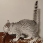Egyptian Mau silver female