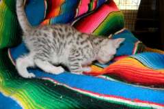 Stella Egyptian Mau Silver Female #1 DOB 4/2/15