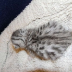 Egyptian Mau, Silver female, dob 4-2-15