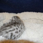 Egyptian Mau, Silver female, dob 4-2-15