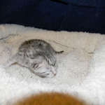 Egyptian Mau, Silver female, dob 4-2-15