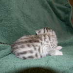 Stella Egyptian Mau, Silver female, dob 4-2-15