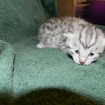 Egyptian Mau, Silver female, dob 4-2-15