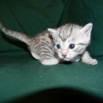 Stella Egyptian Mau, Silver female, dob 4-2-15