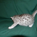 Stella Egyptian Mau, Silver female, dob 4-2-15