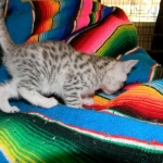 Stella Egyptian Mau, Silver female, dob 4-2-15