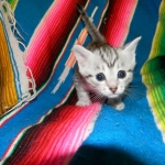 Stella Egyptian Mau, Silver female, dob 4-2-15