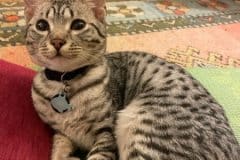 Ifrit Egyptian Mau silver Female #1 DOB 5-15-22