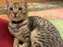 Ifrit Egyptian Mau silver Female #1 DOB 5-15-22