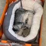 Mau silver female DOB 5-15-22