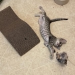 Mau silver female DOB 5-15-22