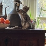 Ifrit Mau silver female DOB 5-15-22