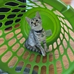 Ifrit Mau silver female DOB 5-15-22