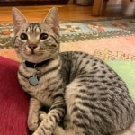 Ifrit Mau silver female DOB 5-15-22