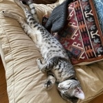 Ifrit Mau silver female DOB 5-15-22