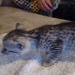 Mau silver female DOB 5-15-22