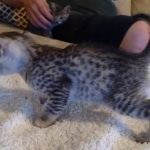 Mau silver female DOB 5-15-22