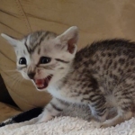 Mau silver female DOB 5-15-22