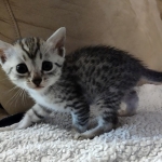 Mau silver female DOB 5-15-22