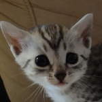 Mau silver female DOB 5-15-22