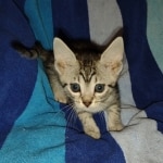 Mau silver female DOB 5-15-22