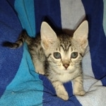 Mau silver female DOB 5-15-22