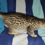 Mau silver female DOB 5-15-22