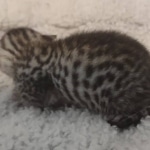 Mau silver female DOB 5-15-22