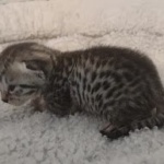 Mau silver female DOB 5-15-22