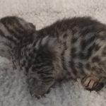 Mau silver female DOB 5-15-22