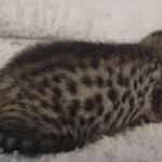 Mau silver female DOB 5-15-22