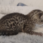 Mau silver female DOB 5-15-22