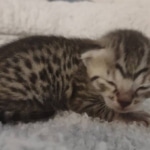 Mau silver female DOB 5-15-22