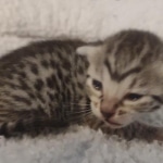 Mau silver female DOB 5-15-22