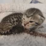 Mau silver female DOB 5-15-22