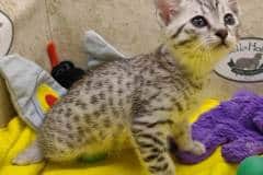 Lulu Egyptian Mau silver female #1 DOB 5-5-23