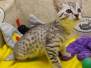 Lulu Egyptian Mau silver female #1 DOB 5-5-23