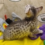 Egyptian-Mau-female-kitten