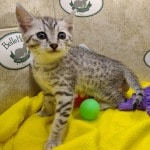 Egyptian-Mau-female