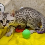 Egyptian-Mau-for-sale