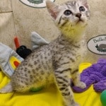 Egyptian-Mau-kitten-silver