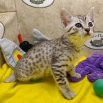 Egyptian-Mau-silver-female-kitten