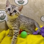 Egyptian-Mau-silver-female