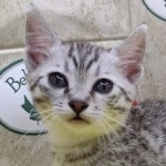 Egyptian-mau