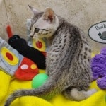 Mau-kitten-for-sale