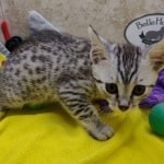 Mau-kitten