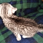 Mau, Silver, female, DOB 5-9-20