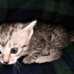 Mau, Silver, female, DOB 5-9-20