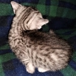 Mau, Silver, female, DOB 5-9-20