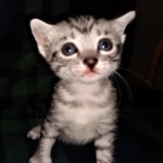 Mau, Silver, female, DOB 5-9-20